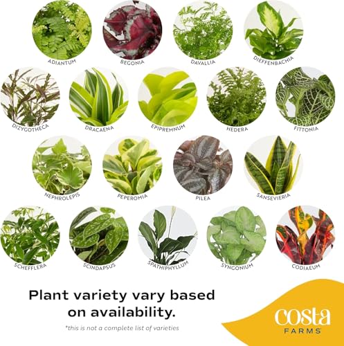 Best Indoor Plants